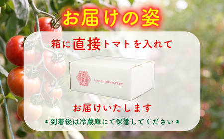 【先行予約】カラフルミニトマト 約1.8kg トマト