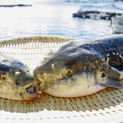 ふるさと納税 南あわじ市 【若男水産】逸品!淡路島産とらふぐの唐揚げ【30個限定!】 |  | 03