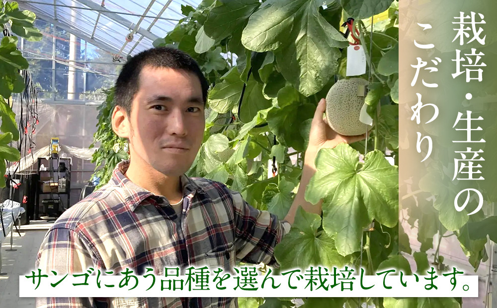 糖度１５度以上！横浜青葉メロン１玉（赤肉または青肉）