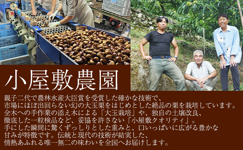 ＜大粒生栗 約1kg 3Lサイズ＞『9月上旬から順次出荷予定』 和栗 生栗 くり皮つき おおつぶ 大きい 幻の栗 甘い 新鮮 栗ごはん 栗きんとん 渋皮煮 甘露煮 旬 国産栗 お取り寄せ 旬 特産品 