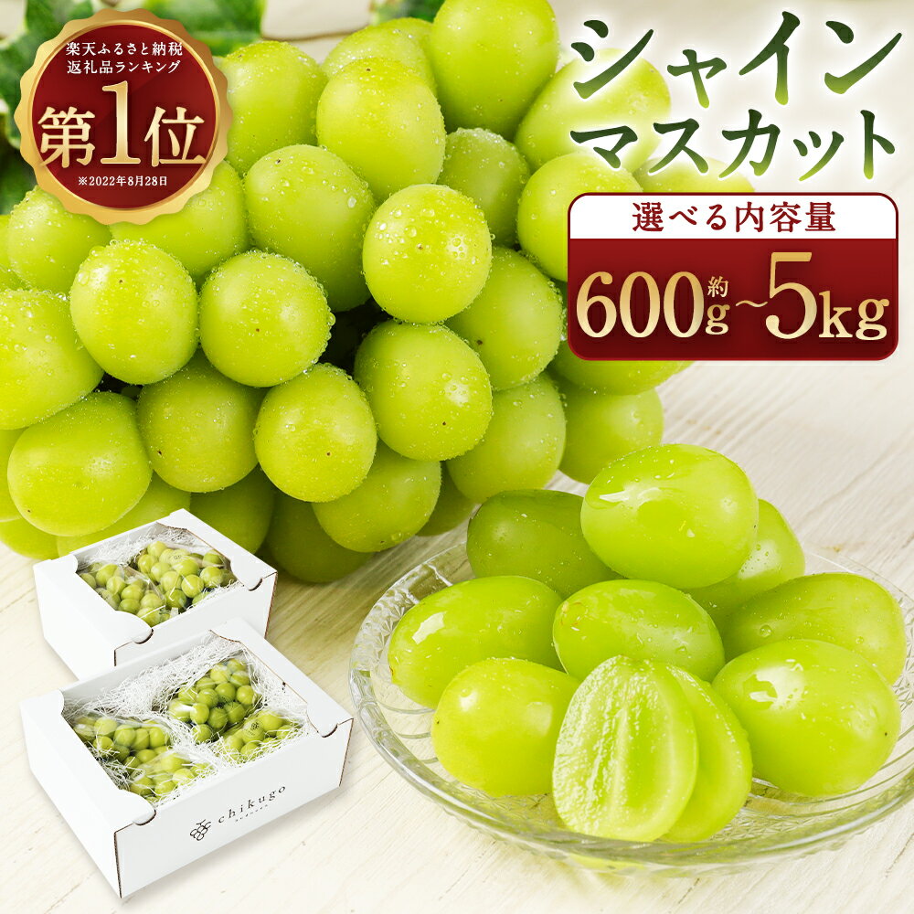 【ふるさと納税】【選べる配送月】農園直送 シャインマスカット 約600g/約1.2kg/約1.8kg/約2.4kg/約5kg 選べる内容量 フルーツ 果物 葡萄 ぶどう 種なし 福岡県産 九州産 送料無料【2025年8月上旬～10月上旬に順次発送予定】