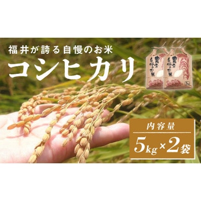 《2025年11月以降 順次発送予定》令和7年産　コシヒカリ　計10kg(5kg×2袋)【1651753】
