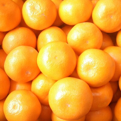 佐賀産 さがみかん 約10kg箱 (伊万里市) 柑橘類 147-B799