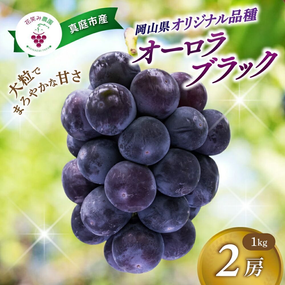 【ふるさと納税】 大粒 ぶどう オーロラブラック 1kg (2房) 【2026年 先行予約 9月上旬〜順次発送】 | 種なし ぶどう ブドウ 葡萄 送料無料 数量限定 期間限定 産地直送 人気 果物 フルーツ くだもの ギフト 2026年発送【配送不可地域：離島】