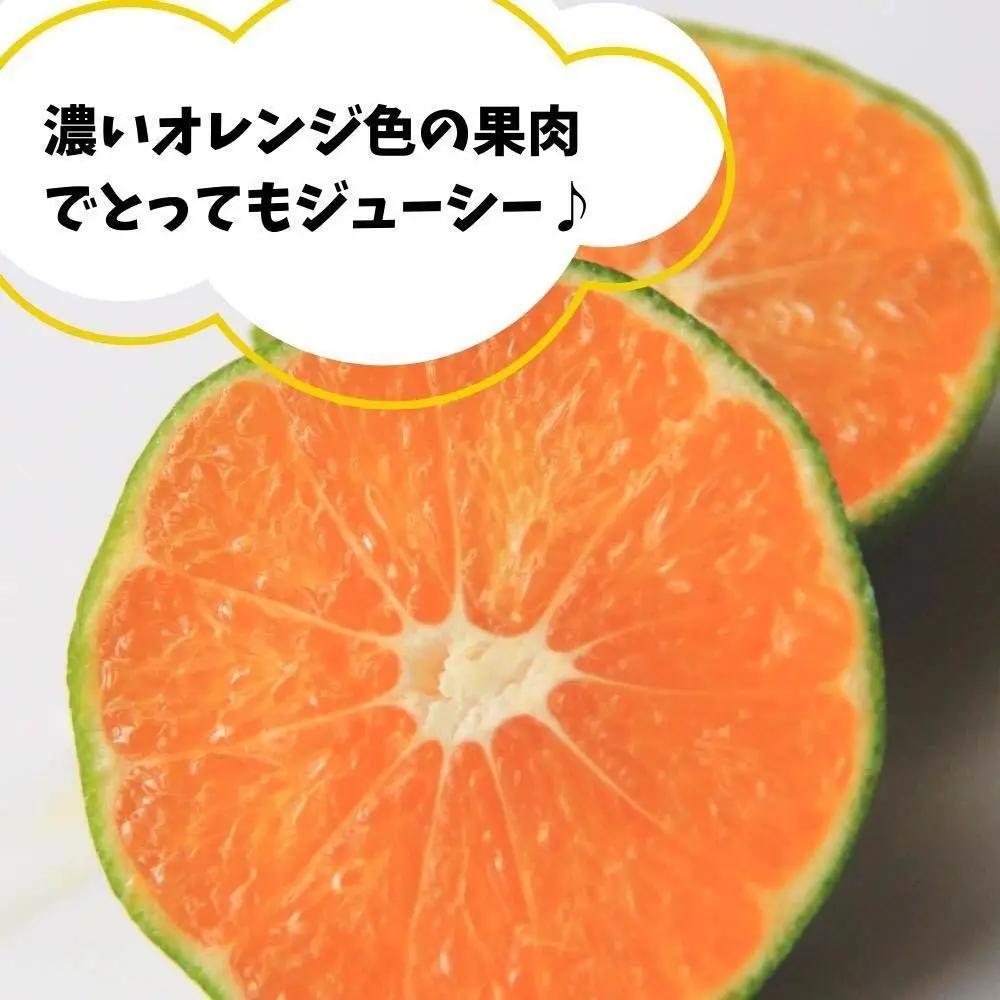 ゆら早生 みかん 箱込2.5kg (内容量2.3kg) SMLサイズのいずれか 秀品 優品 混合 有田みかん 和歌山県産 【みかんの会】［2026年10月下旬頃より順次発送予定］