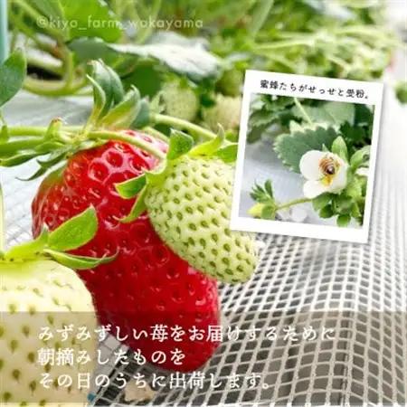 先行受付　大粒まりひめイチゴ　朝摘　6個～11個入×2パック【配送不可地域：離島】【1616658】