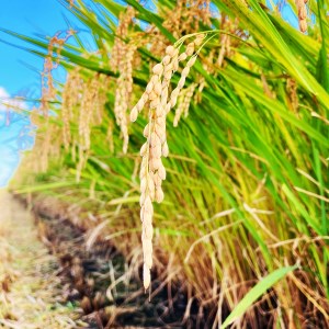 【令和7年産】ミルキークイーン 玄米 3kg 玄米といえば！茨城県産 ブランド米 [1667]