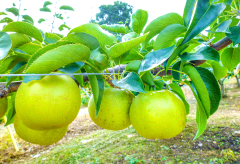 A-681 訳あり梨 5kg（規格外・家庭用）