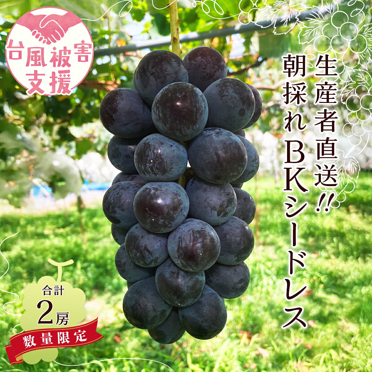 【ふるさと納税】ぶどう BKシードレス 2房 農家支援 台風 災害 支援 先行予約｜ぶどう 子ども 人気 BKシードレス 種なし 葡萄 グレープ 農家直送 新規就農 葡萄 ぶどう グレープ 果物 フルーツ 甘い 限定 果物 果樹 人気 受賞 茨城県 常陸太田市