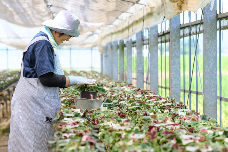 【先行受付11月20日より発送 数量・期間限定】鉢花 シクラメン レッド・ピンク 5号鉢×2鉢 【鉢花 シクラメン 冬のギフト ふるさと納税】(H069110)