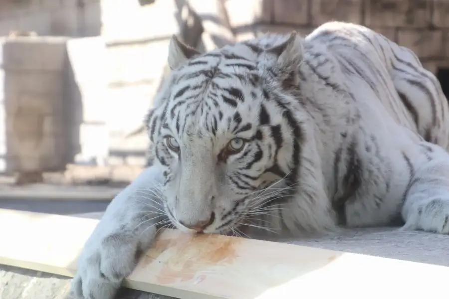 東武動物公園「入場券」（１人分）