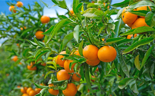 【高島屋選定品】【九州屋】【先行予約】味ロマン5kg（S～Mサイズ）＜高島屋＞ [CFQ058]