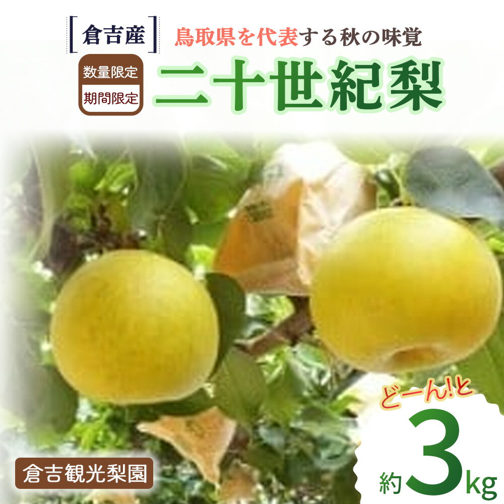 【ふるさと納税】 二十世紀梨 3kg【倉吉産】（倉吉観光梨園） 鳥取 梨 果物 フルーツ 和梨 先行予約 数量限定 詰め合わせ 二十世紀梨 20世紀梨 甘い 人気