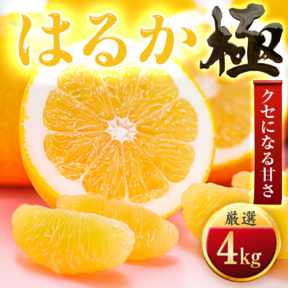 【ふるさと納税】【太陽をたっぷり浴びた】はるか【極】 4kg / 5kg / 10kg_ みかん ミカン 蜜柑 はるか 果物 くだもの フルーツ デザート おいしい 甘い かんきつ 柑橘 柑橘類 国産 愛媛 愛媛県 八幡浜市 産直 産地直送 送料無料 【G1509745】 YWTZ040