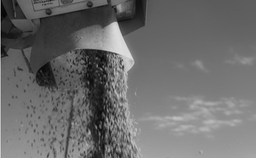 令和7年産 身体にやさしいお米【栽培期間中、農薬・化学肥料を一切使わず育てたお米】3kg 農家直送いたします【精米 白米 お米 米 ご飯 ごはん ブランド米 元気つくし 福岡県 筑前町】