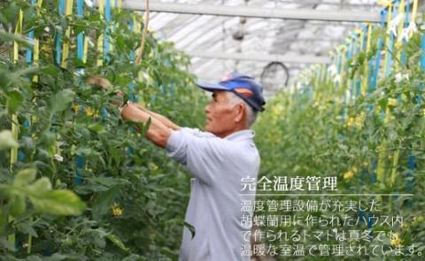 真子のミニトマト（約1,3kg） 味の濃い ビタミン豊富 完熟 プチトマト 特別栽培 新鮮　採れたて 佐賀県産 送料無料