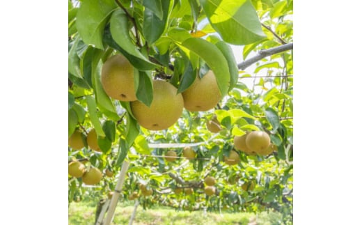栃木県小山市産「梨」幸水5kg【1413078】