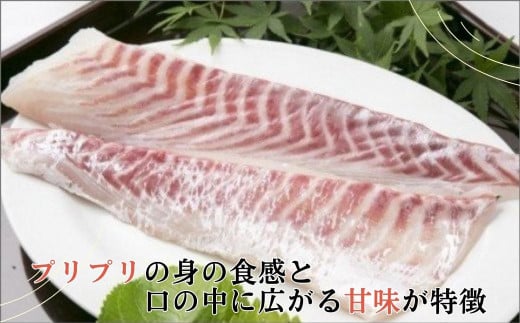 鷹島のおいしかタイ1.2kg【B5-070】 鯛 お刺身 煮つけ 塩焼き 様々な料理 アラ付き