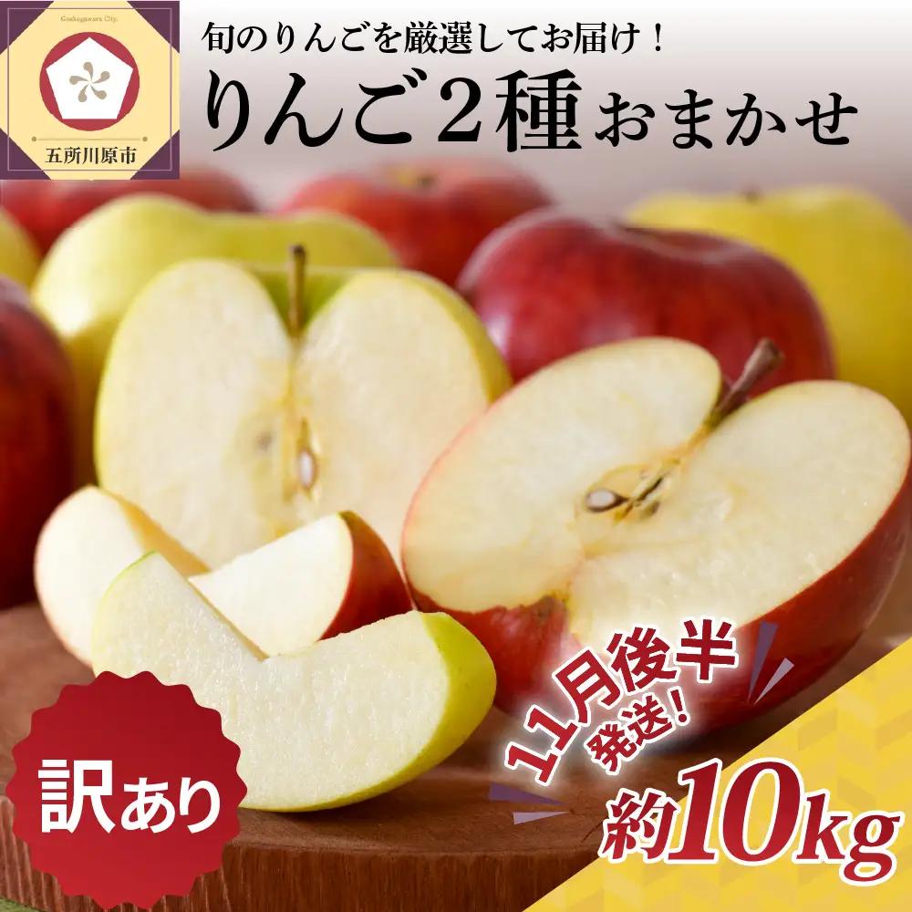 【2026年11月後半発送】 【訳あり】 りんご 約10kg サンふじ確約 青森産 品種おまかせ2種以上