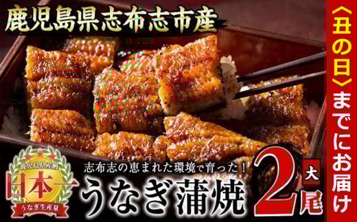 【丑の日までに配送】うなぎの大楠＜大＞2尾セット計300g(150g×2) a5-244-us