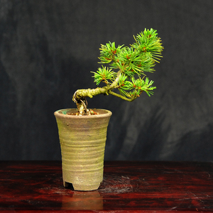 赤石の泉 赤石 五葉松（鉢植え） F-123【現品限り】【配送地限定】