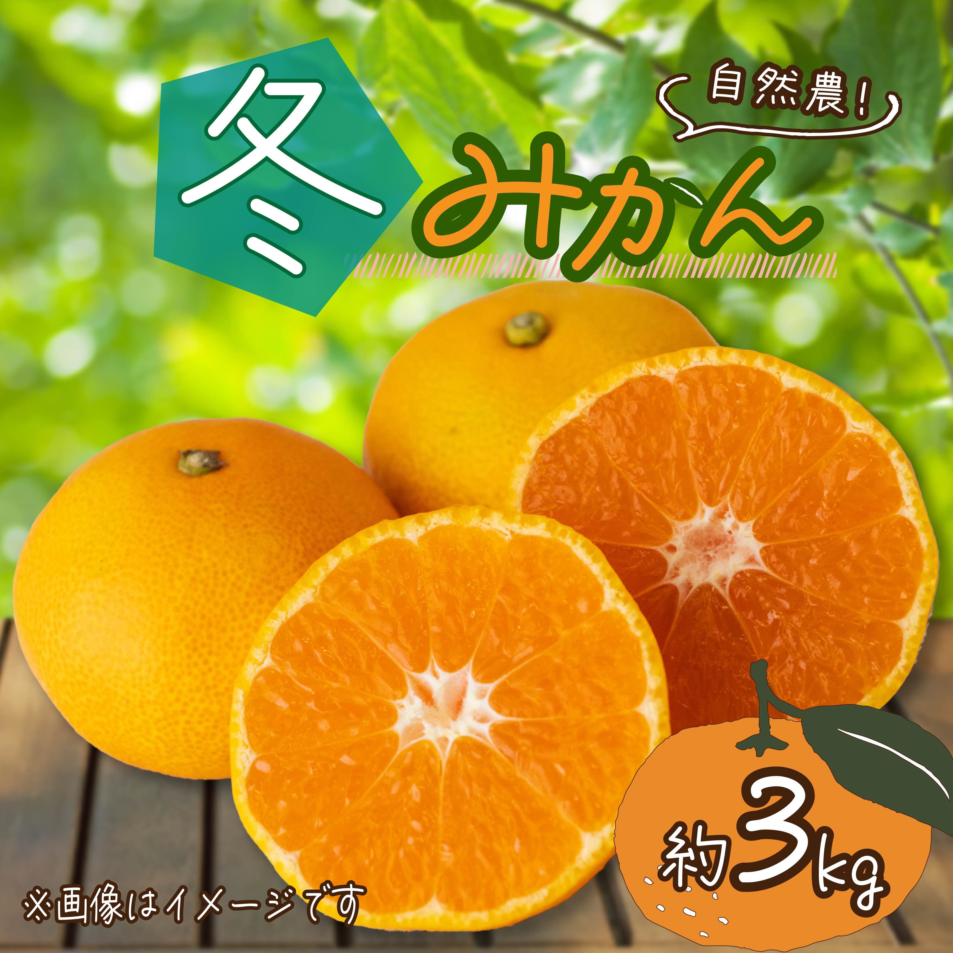 【ふるさと納税】 訳あり みかん 約3kg 冬みかん 蜜柑 フルーツ 果物 国産 くだもの 産地直送 人気 オーガニック 西浦 自然農 ふるさと納税 美味しい 冬 西浦みかん 混合 沼津市 静岡県