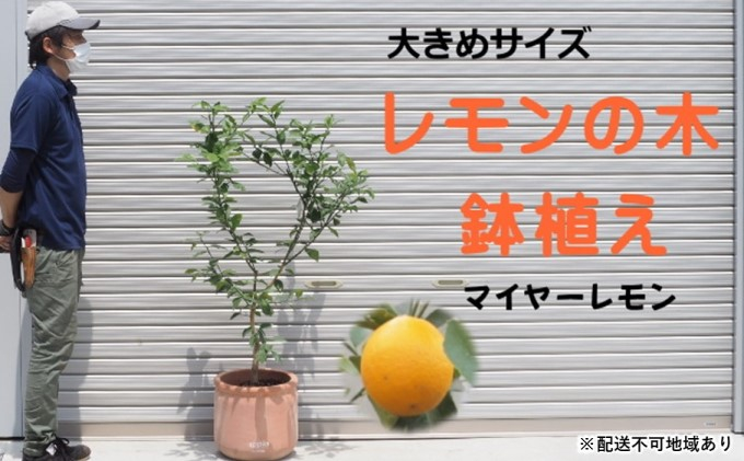 
鉢植え レモンの木 マイヤー 大きめサイズ 配送不可 北海道 沖縄 離島
