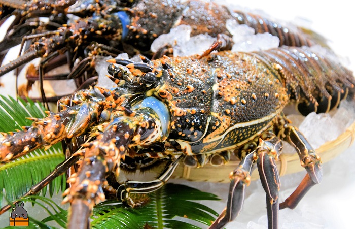 《地魚専門店 鮮魚 魚一さん直送便》～徳之島獲れ！伊勢海老～（約2kg）