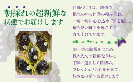 巨峰 7月のぶどう屋さん 種なし巨峰 2kg 5～6房入 松川果樹園 種無し巨峰 種なし たねなし きょほう ぶどう 葡萄 熊本県 宇城市産 冷蔵 送料無料 2025年7月上旬～2025年8月上旬発送