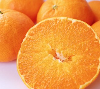 【甘平】【2026年2月頃から発送予定】甘平(かんぺい) 訳あり 約1.5kg 吉本農園