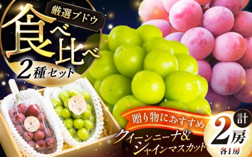 【先行予約：2026年8月中旬より発送】【贈答用】人気の2品種を食べ比べ！シャインマスカット 1房 クイーンニーナ 1房（約1kg）秀品・化粧箱入り マスカット ますかっと シャインマスカット しゃいんますかっと クイーンニーナ くいーんにーな ブドウ 葡萄 食べ比べ 果物 くだもの フルーツ 鮮度抜群 大粒 人気 季節限定 ギフト 贈答 農家直送 島根県雲南市/ギアファーム [AIAB012]
