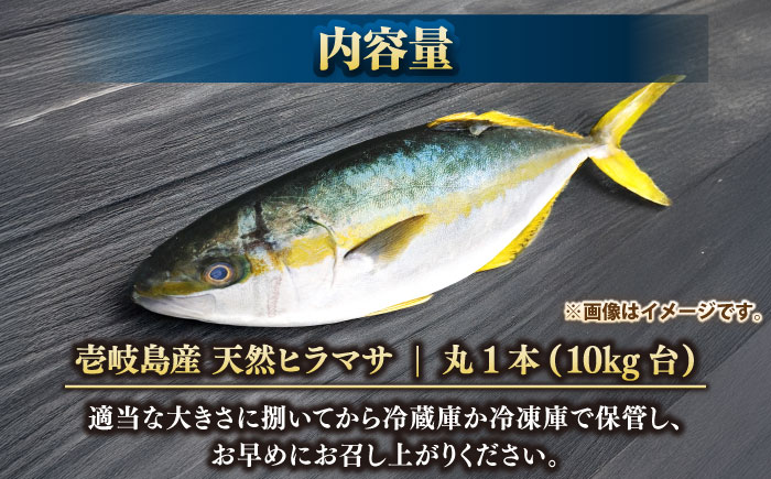 壱岐島産天然ヒラマサ（10キロ台・丸もの） 《壱岐市》【壱岐島　玄海屋】[JBS075] ヒラマサ 魚 刺身 煮物 カルパッチョ お寿司  300000 300000円 30万円