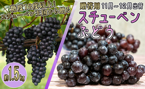 11～12月 津軽ぶどう村 特秀 スチューベン ぶどう 約 1.5kg 糖度18度以上【 青森ぶどう 青森県鶴田町産 11月 12月 果物 フルーツ 高糖度 ギフト 贈答用 ポリフェノール 】