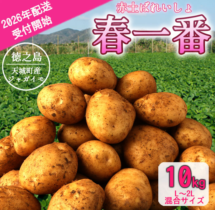【先行受付】徳之島 天城町産 赤土ばれいしょ 新じゃが 春一番 10kg L～2L 混合サイズ ジャガイモ じゃがいも バレイショ マイナビ