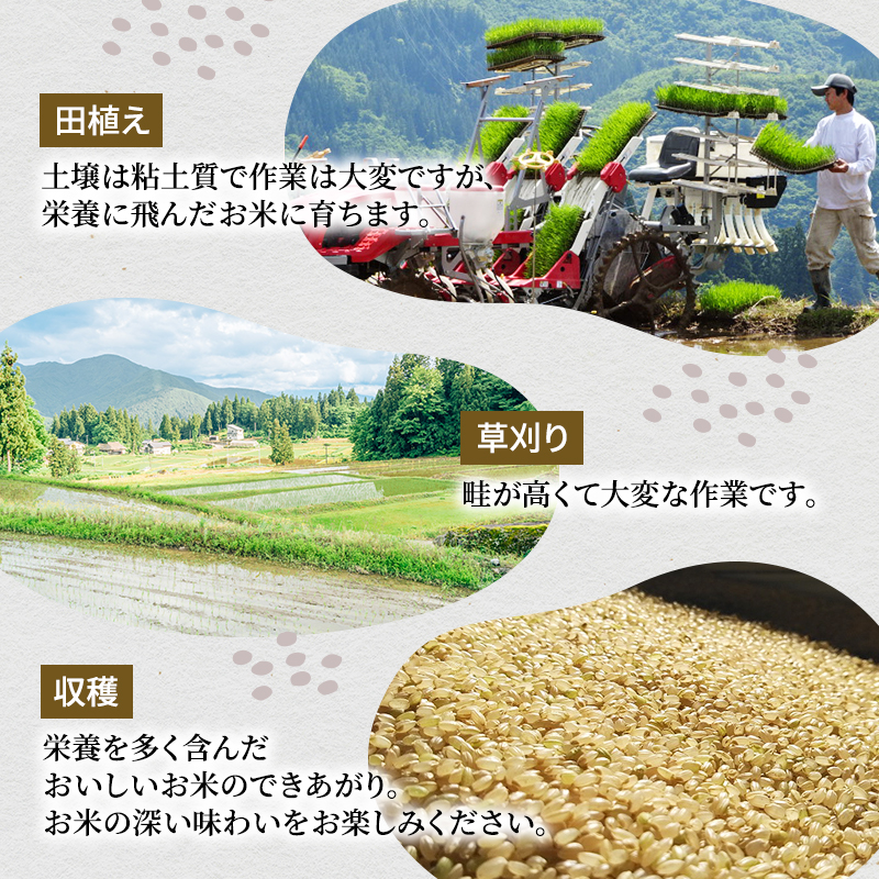 令和7年産 ツバメの飛び交う棚田米 精米3kg お米 白米 ライス ご飯 ブランド米 銘柄米 コシヒカリ 魚沼産コシヒカリ 新潟県産 魚沼市産