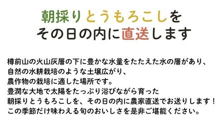 【数量限定！8月末発送予定】 北海道産 とうもろこし おおもの とうもろこし とうもろこし とうもろこし とうもろこし [AXAE001]
