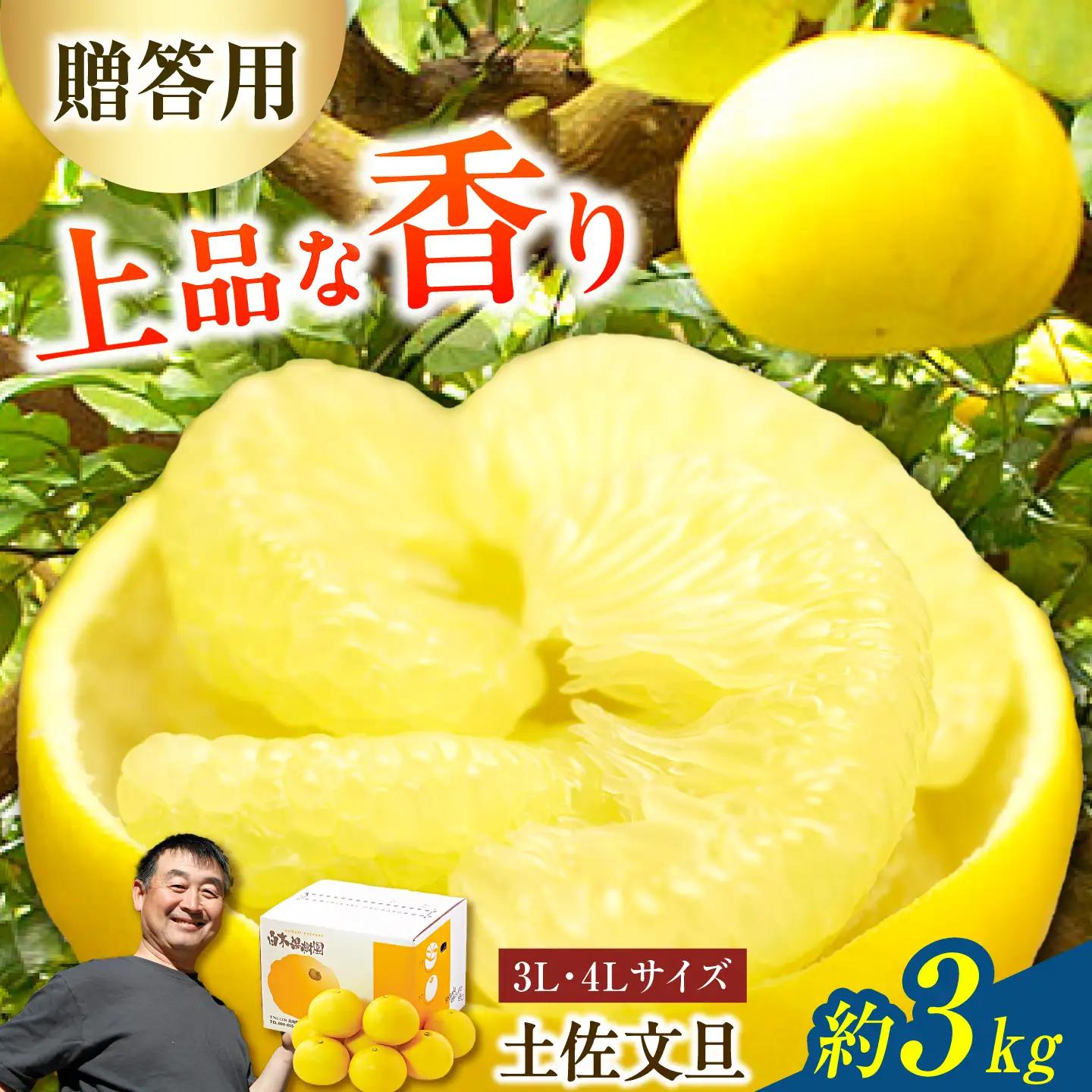 【先行予約】果樹園直送！土佐文旦 特選品贈答用（3L?4Lサイズ）約3kg（5個入り） 高知県土佐市 【株式会社SHIRAKI】 [BQAI002]