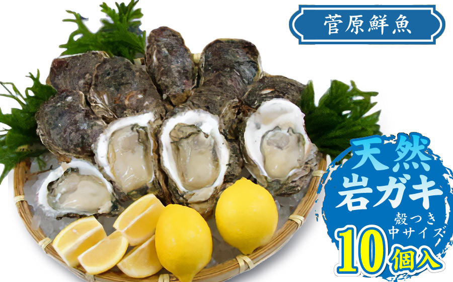
            【令和7年 予約販売】天然岩ガキ 10個入り (岩ガキ専用ナイフ付き)　庄内観光物産館
          