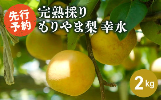 完熟採り　もりやま梨（幸水） ２キロ【2025年8月中旬お届け】生産農家直送 旬 果物 お取り寄せ 冷蔵 きたむら果樹園 守山市