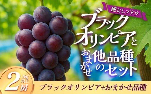 
                  266.【品種はおまかせ】ブラックオリンピアと他品種のセット（種なし） 1kg以上※2026年8月下旬頃より順次発送予定【葡萄 ぶどう 旬 果物 フルーツ 新鮮 鳥取 おすすめ 人気】
                