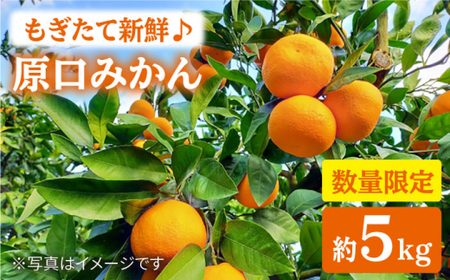 みかん 西海 【☆先行予約☆】 原口みかん 約5kg   西海市 贈答 ギフト 家庭用＜中尾果樹園＞ [CEL001]