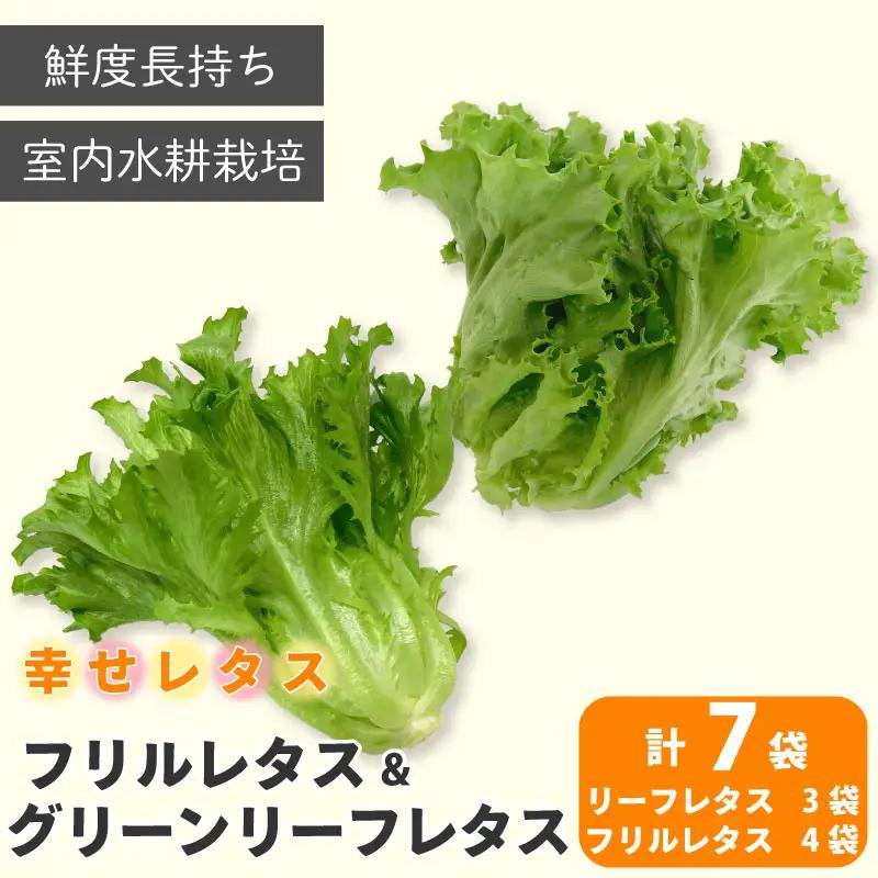 レタス 2種 計7個 野菜 【 レタス 】