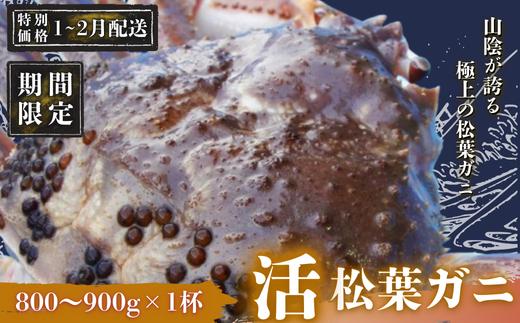 【期間限定配送！1～2月末の発送希望の方へ！】松葉ガニ800g～900g〈活〉マツバガニ 冬の旬。贅沢の極みをご家庭で松葉カニ マツバカニカニ 蟹 特大 大きい 新鮮 旬 プレゼント 贈与 お祝い事 贈り物 祝辞 隠岐 西ノ島町
