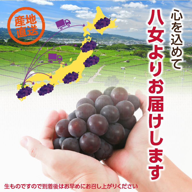 【先行受付】種なし 巨峰 1.4kg（350g×4パック）｜2026年7月上旬〜発送予定 産地直送 朝採れ 種なし 甘い ジューシー 大粒 数量限定 冷蔵 ぶどう ブドウ 葡萄 デザート 果物 くだも