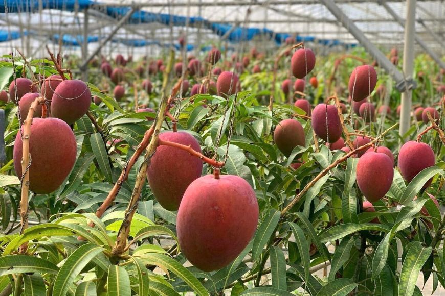 GZ002『天使のマンゴー』宮古島産アーウィンマンゴー 約1kg （3玉）【ご贈答用】「LA MANGUE BLEUE」農家直送