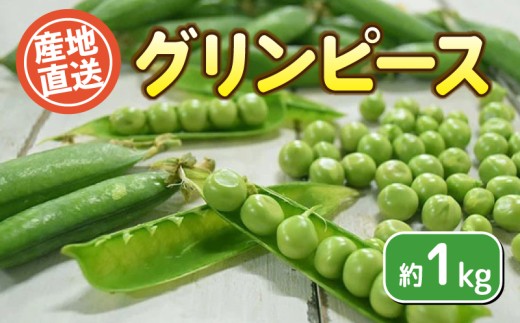 グリンピース 約1kg 栽培期間中農薬不使用 野菜 豆 惣菜 サラダ 産地直送 下関 山口