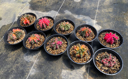 ギムノカリキウム ミハノビッチ 10株 Gymnocalycium mihanovichii 長与町/アグリューム[EAI226] 