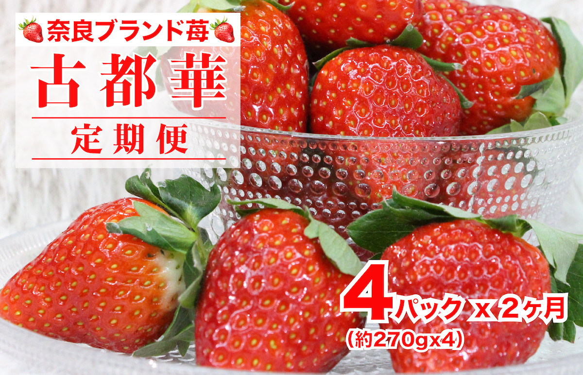 
            【定期便 全2回】【2026年発送先行予約】定期便 いちご 古都華(ことか) 定期 いちご 4パック 1080g 2回 奈良県特産 特大 サイズ サイズ色々 国産 ストロべリー 果物 フルーツ スイーツ おやつ 冷蔵 特別栽培 有機質肥料 かたおかの苺 河合町 お取り寄せ 送料無料 定期便
          