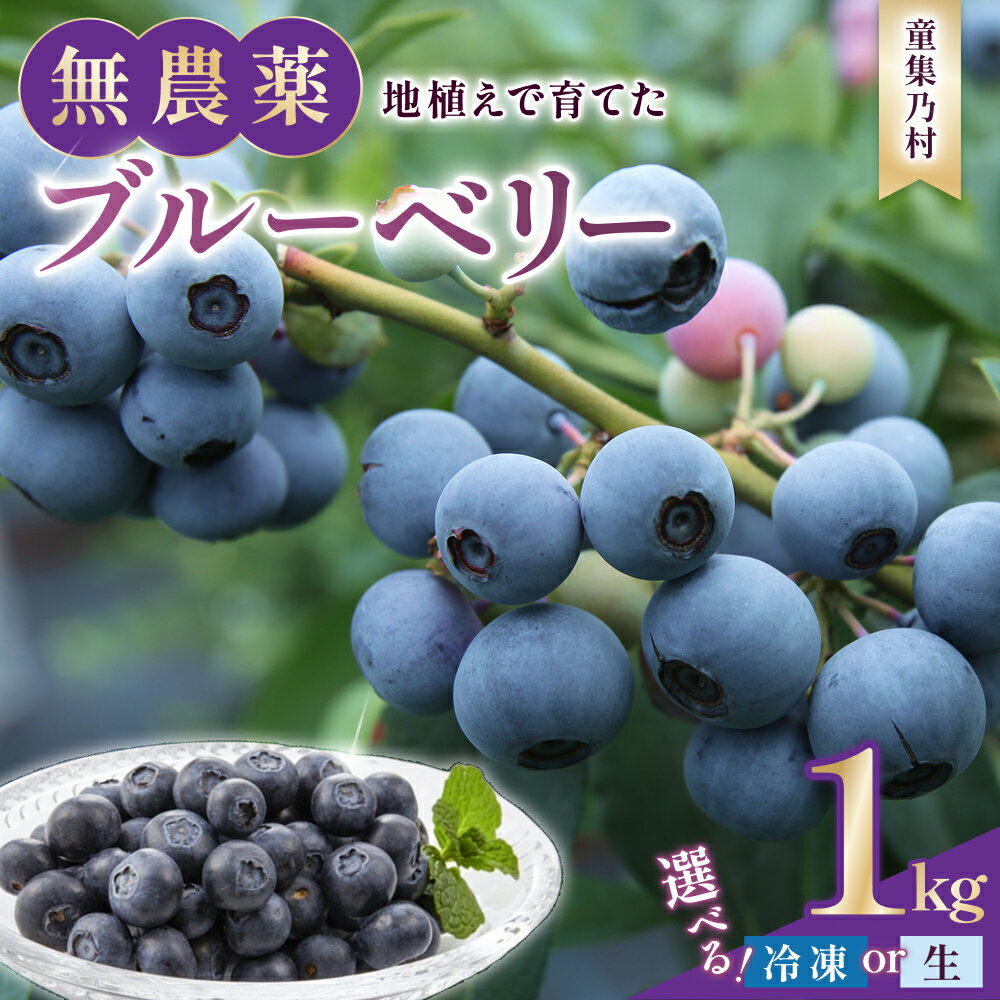 【ふるさと納税】 無農薬 童集乃村 ブルーベリー 生果 1kg フルーツ 果物 くだもの スムージー ジャム 朝食 デザート 特産品 人気 おすすめ 国産 旬 三重県 熊野市 【2026年8月1日以降より順次発送いたします。】