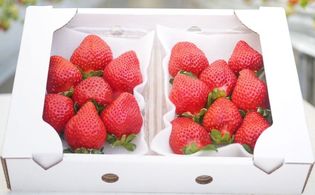 よかもんいちご あまおう苺セット4パック